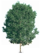 Stemma Unione dei Comuni Terre di Pianura